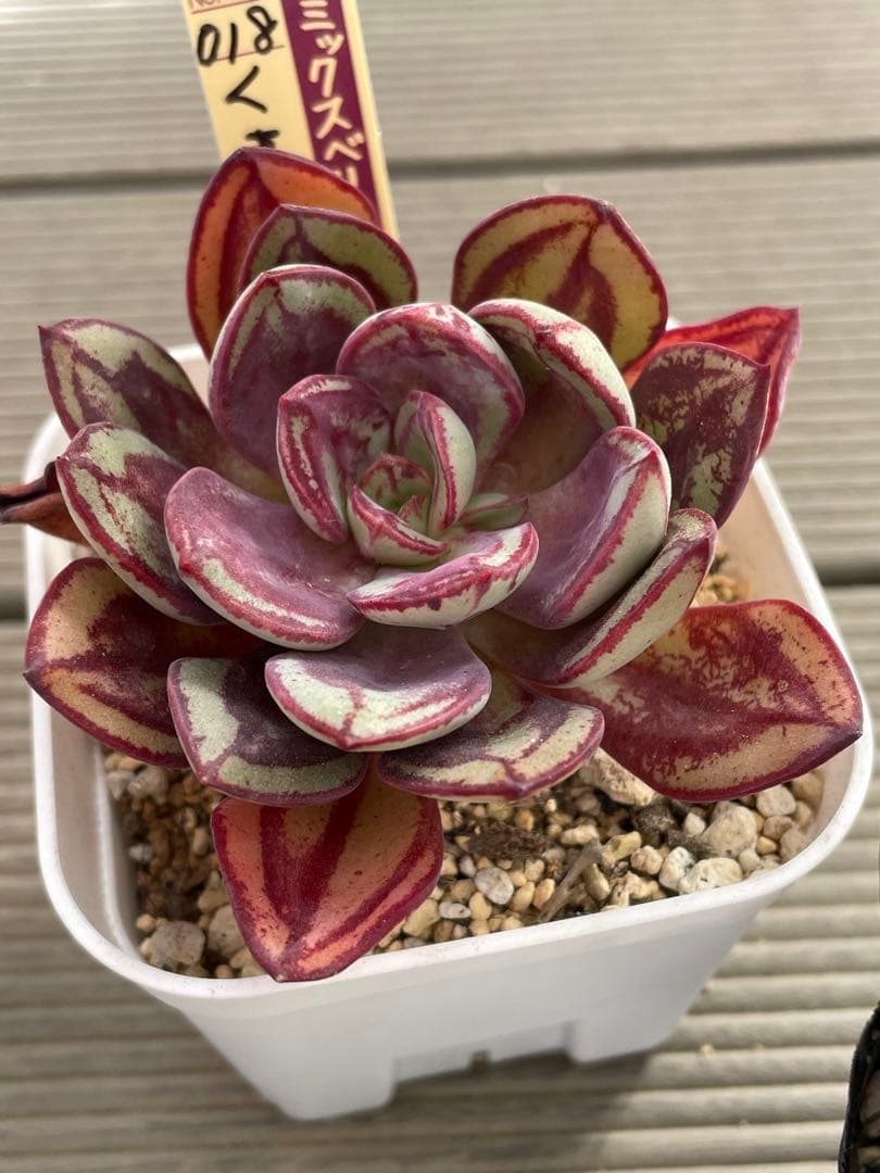 くまどり　ブルーバニラ　札付き　ミックスベリア　多肉植物