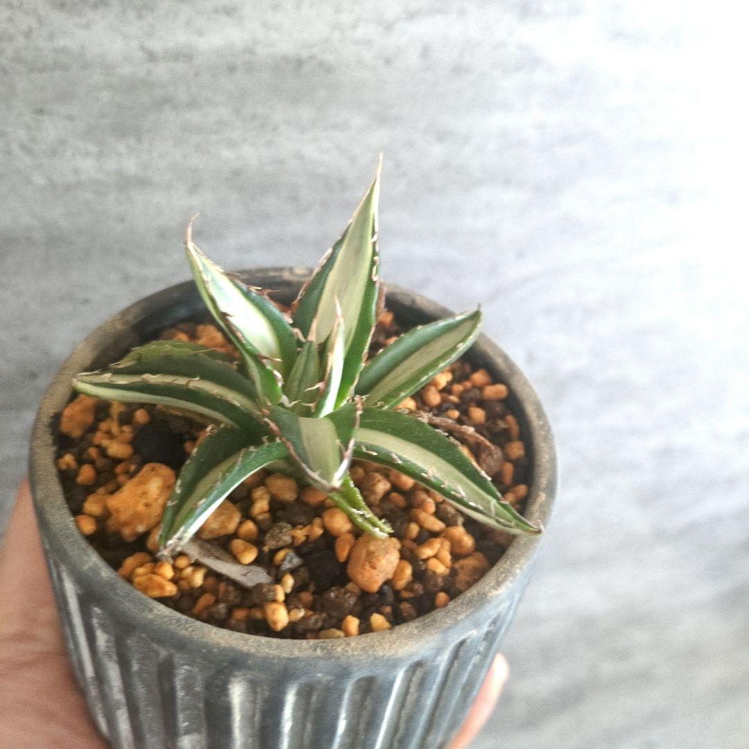 山*幸様 アガベ　ホリダ　中白斑　チタノタ　アガベホリダ　ホリダ錦　極上株