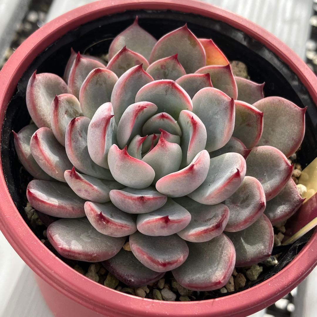 ミックスベリア 美紫妃 おらいさん苗 札付き エケベリア 多肉植物