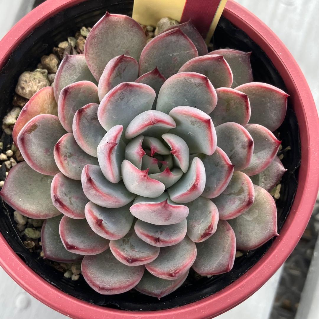 ミックスベリア 美紫妃 おらいさん苗 札付き エケベリア 多肉植物