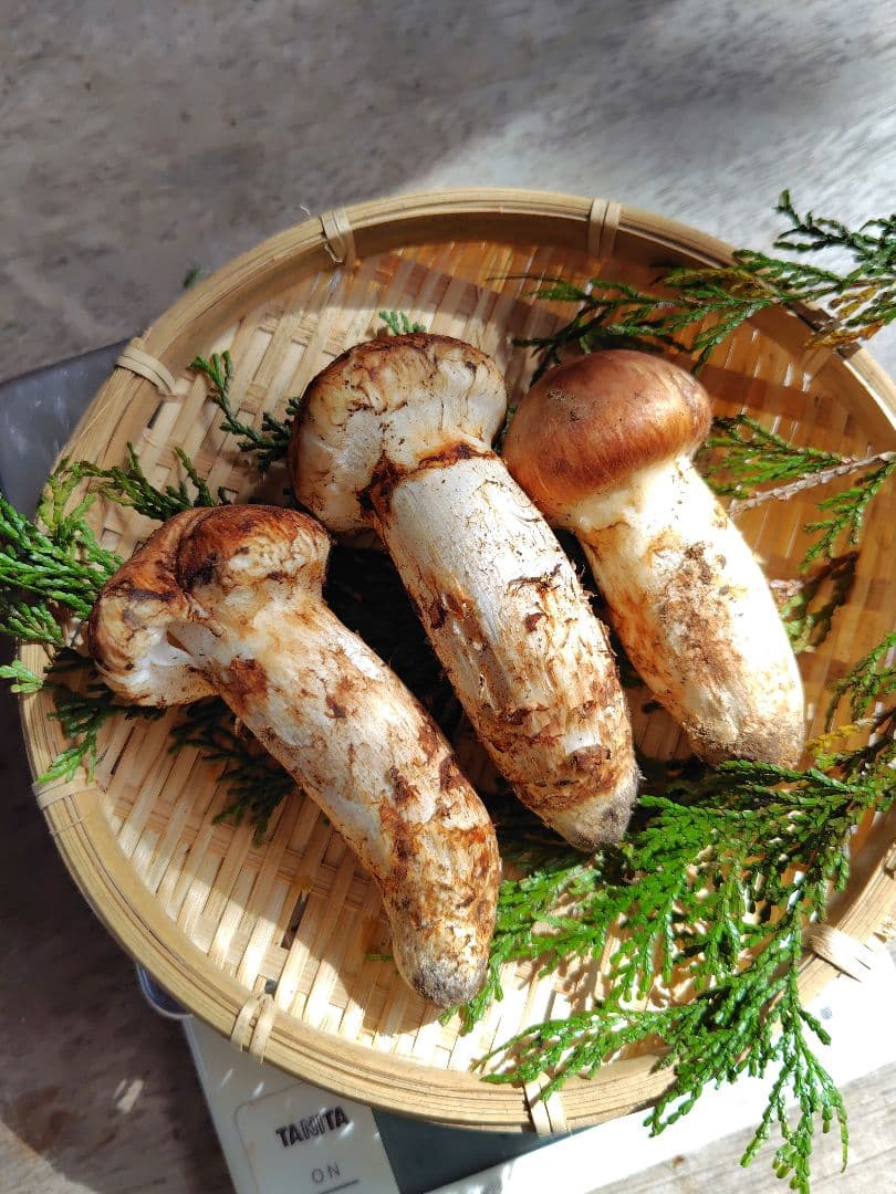 上つぼみ 松茸 127g すだちつき 信州 北アルプス産 天然きのこ 長野 国産