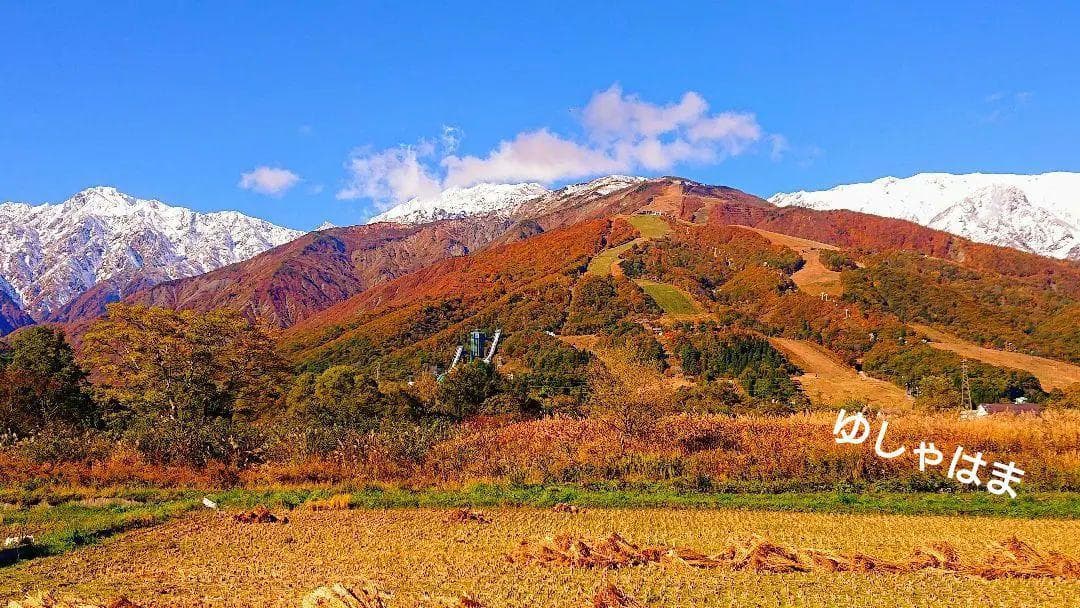 上つぼみ 松茸 127g すだちつき 信州 北アルプス産 天然きのこ 長野 国産