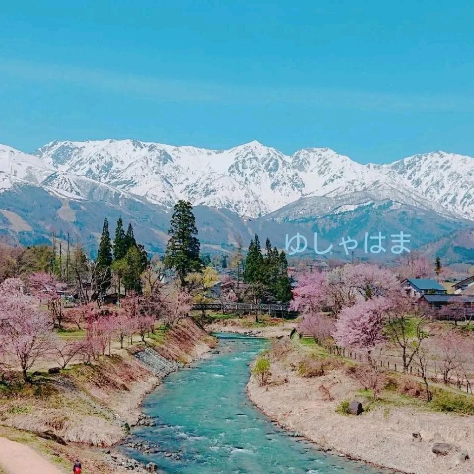 上つぼみ 松茸 127g すだちつき 信州 北アルプス産 天然きのこ 長野 国産