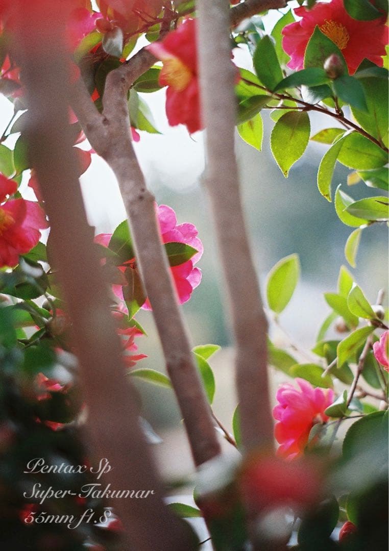 専用出品★pentax sp フルセット+smc takumar 28mm