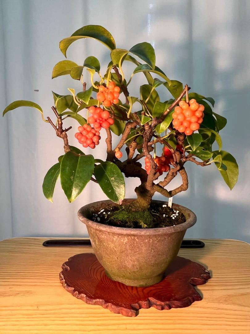 美男カズラ　ビナンカズラ　珊瑚礁