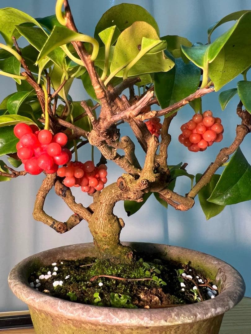 美男カズラ　ビナンカズラ　珊瑚礁