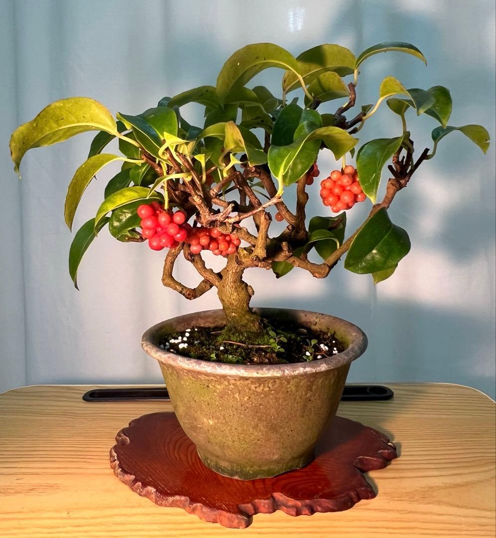 美男カズラ　ビナンカズラ　珊瑚礁