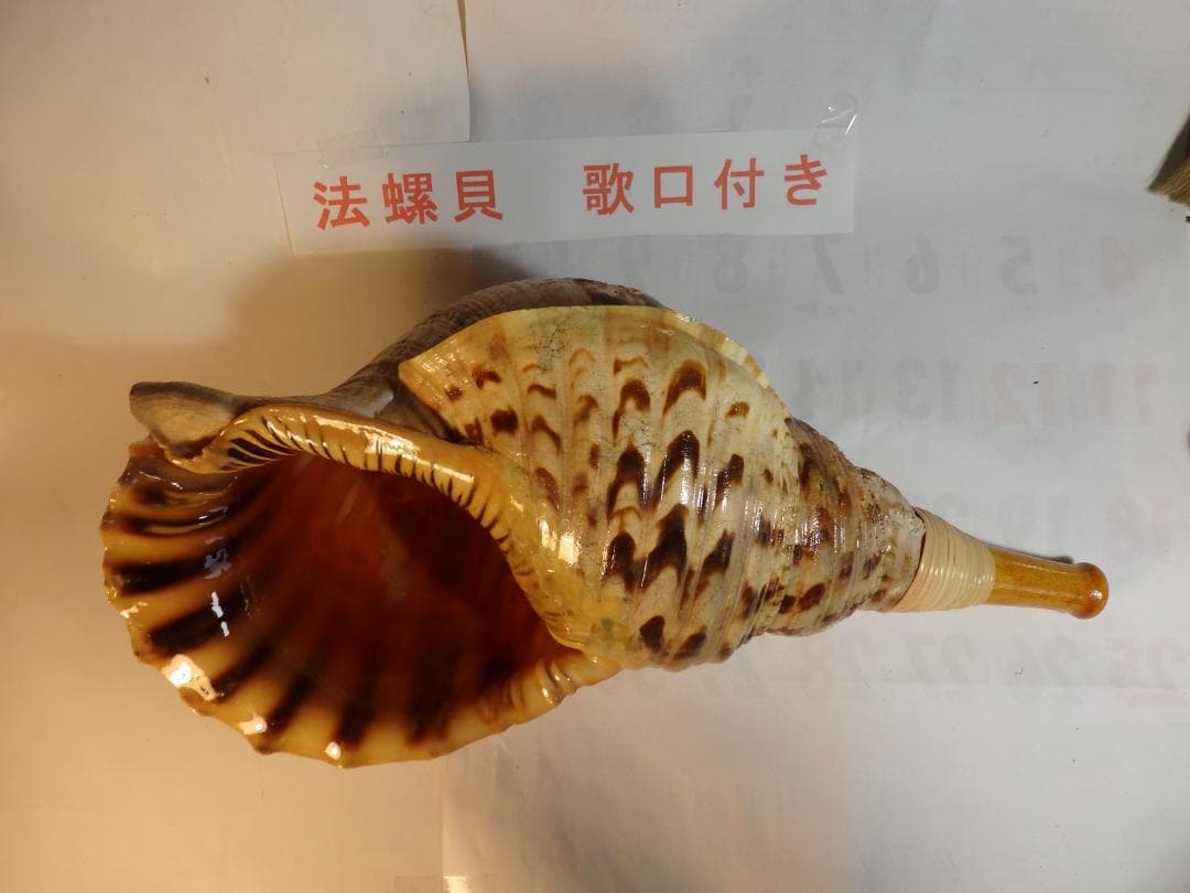 法螺貝 約43.5㎝ 木製歌口,新品 MH-479