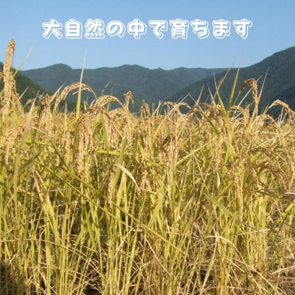 令和7年産 長野県産 コシヒカリ白米30キロ（10kg×３袋）精米したてをお届け