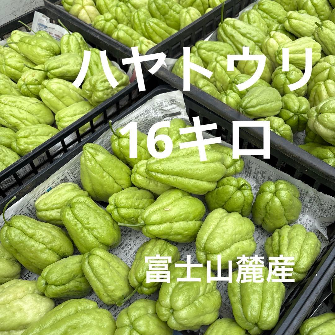 ハヤトウリ　16キロ 富士山麓産