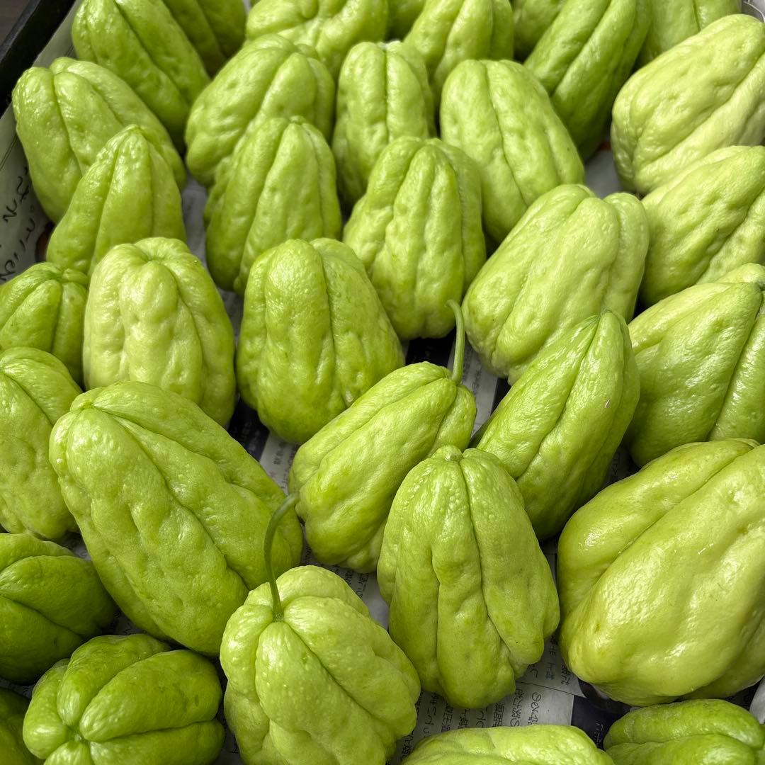 ハヤトウリ　16キロ 富士山麓産