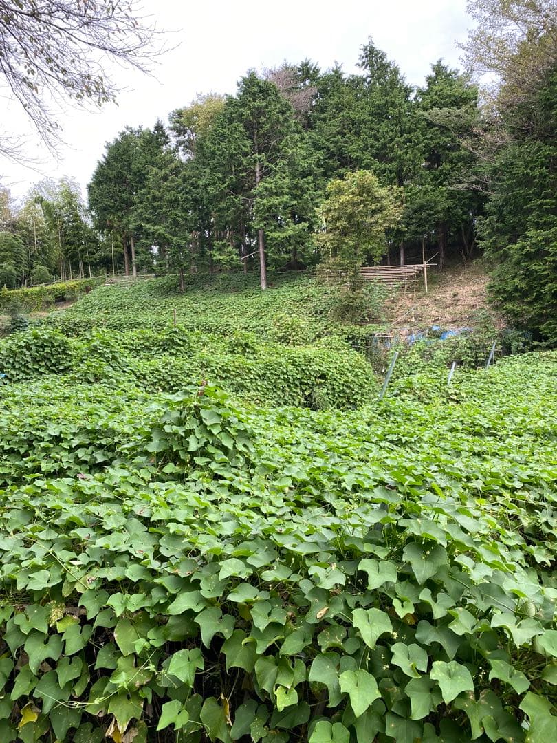 ハヤトウリ　16キロ 富士山麓産