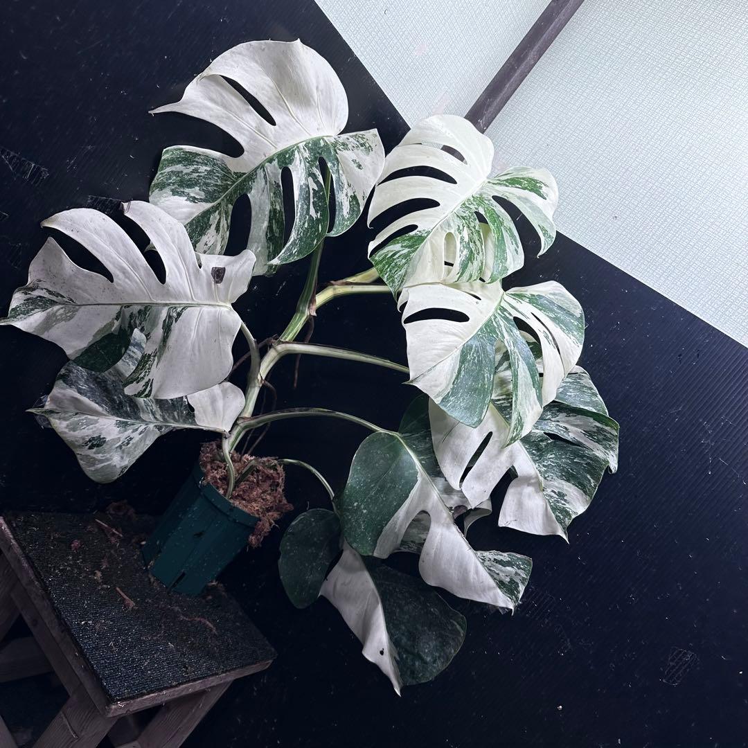a*9様 斑入りモンステラ ホワイトタイガー極美大株73cm白斑多