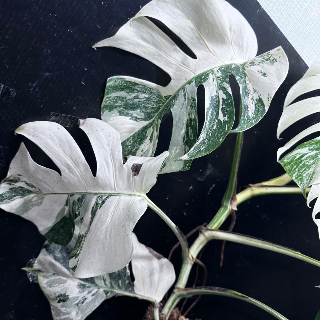 a*9様 斑入りモンステラ ホワイトタイガー極美大株73cm白斑多