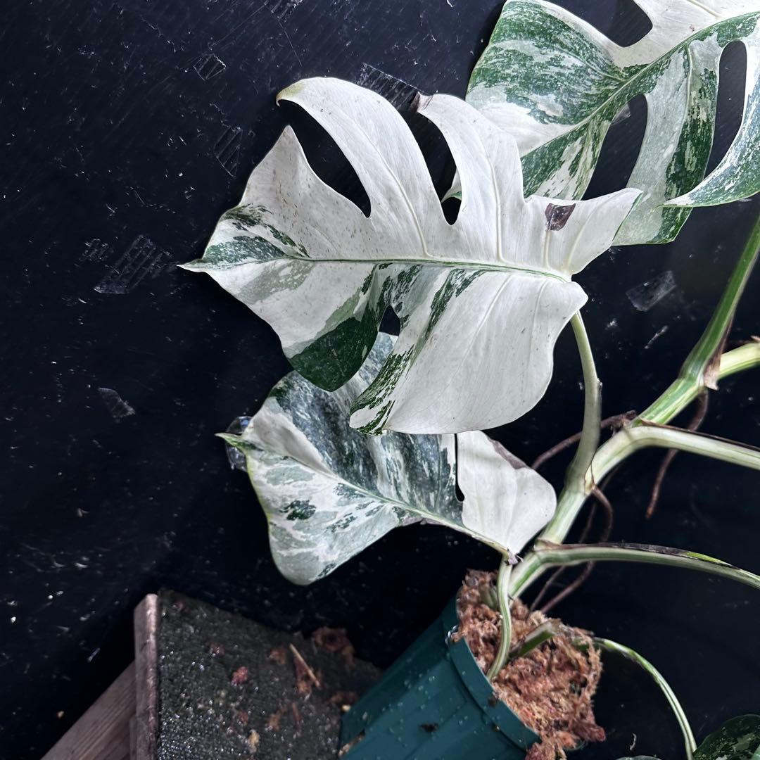 a*9様 斑入りモンステラ ホワイトタイガー極美大株73cm白斑多