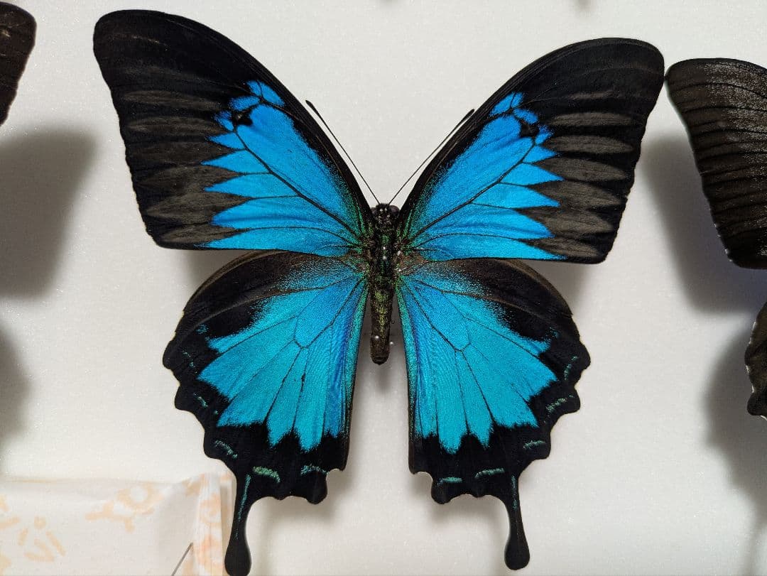 【コエポン】オオルリアゲハ【変異型２種】