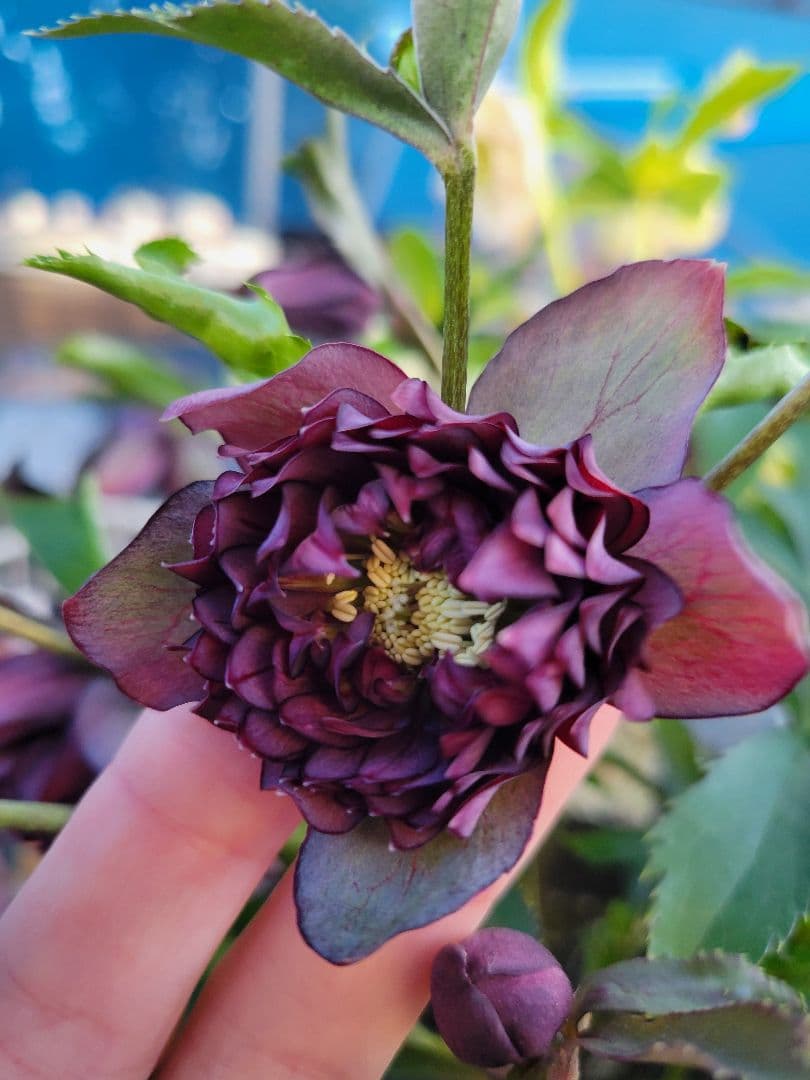 広瀬園芸　クリスマスローズ　多弁