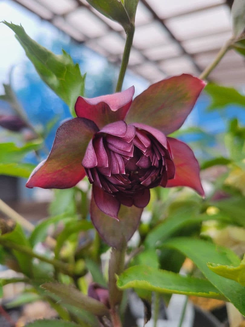 広瀬園芸　クリスマスローズ　多弁