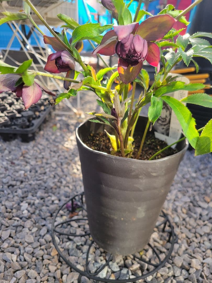 広瀬園芸　クリスマスローズ　多弁