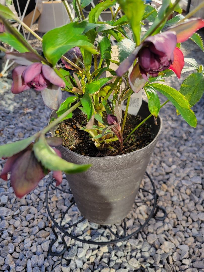 広瀬園芸　クリスマスローズ　多弁