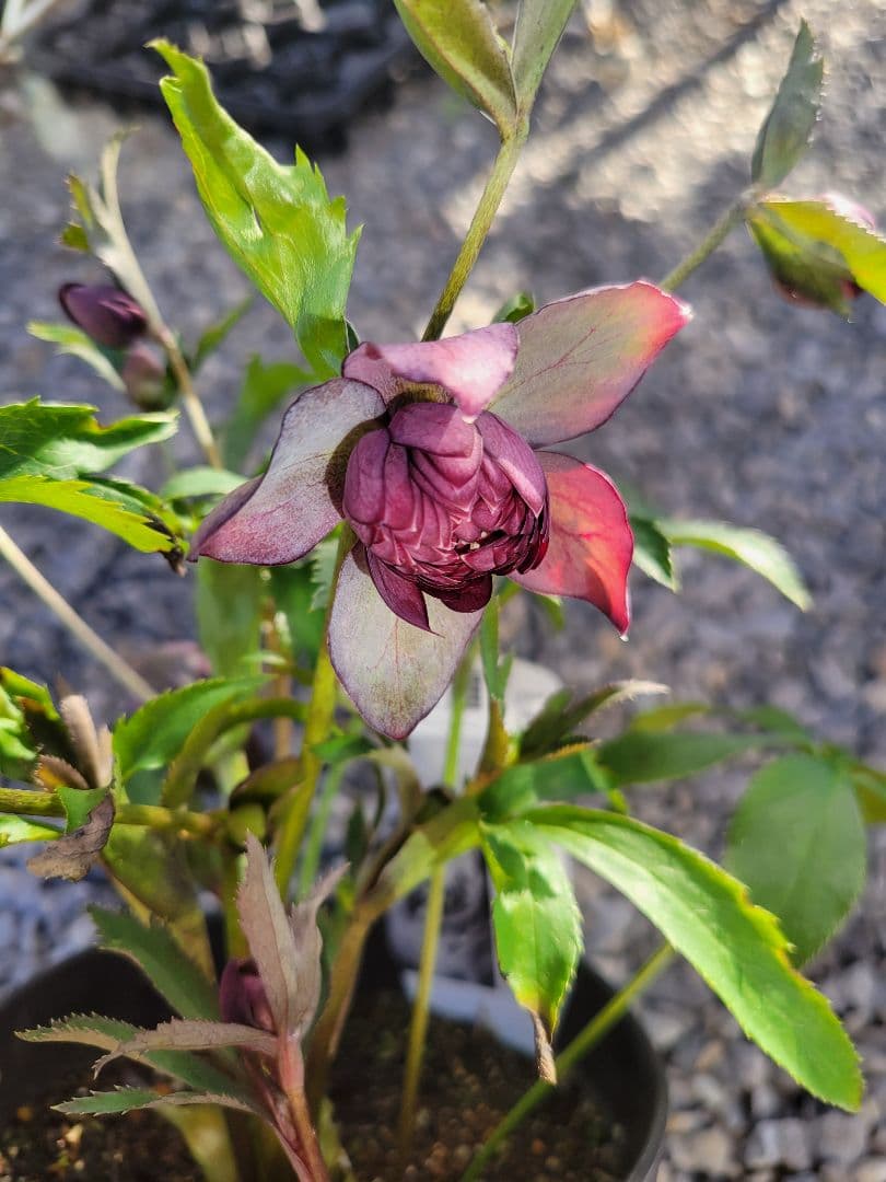 広瀬園芸　クリスマスローズ　多弁