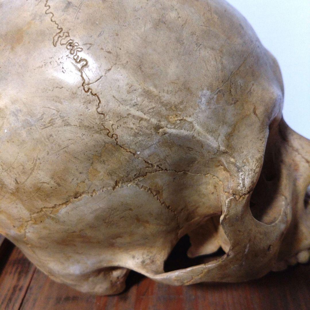 レトロな木箱入　頭蓋骨　　模型　田中狐峯製品