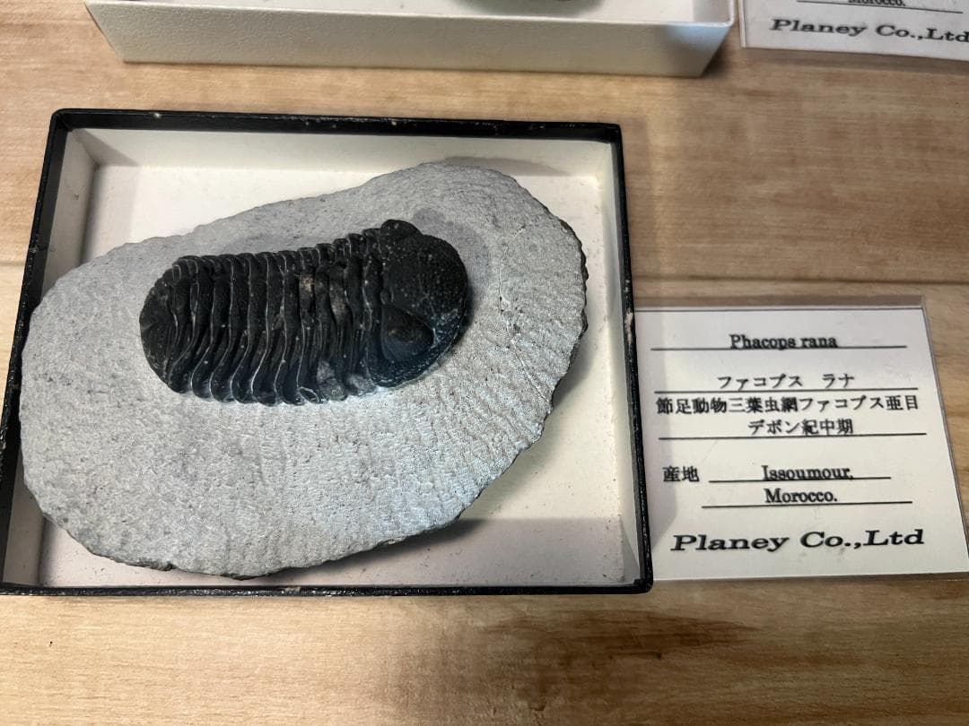 古*代様 化石 4点/ 三葉虫 デボン紀中期 / 産地 モロッコ Issoumo