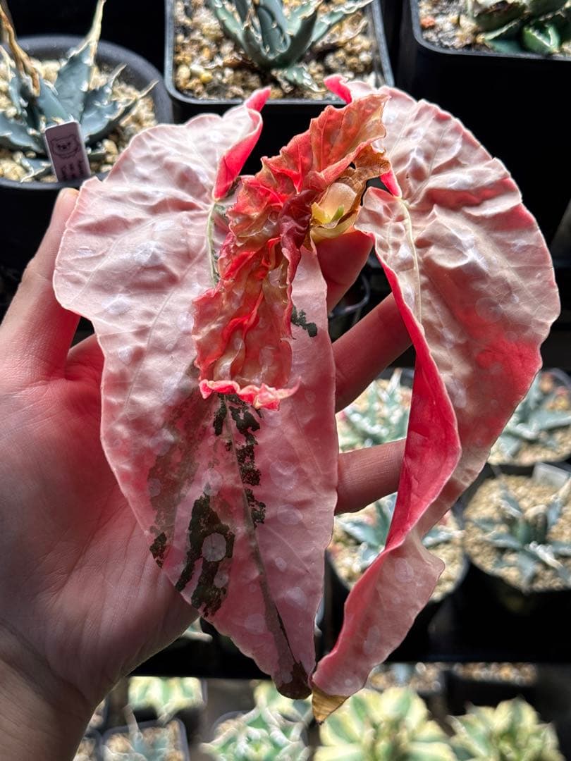 M*フ様 ベゴニア マクラータ 斑入り　発根管理