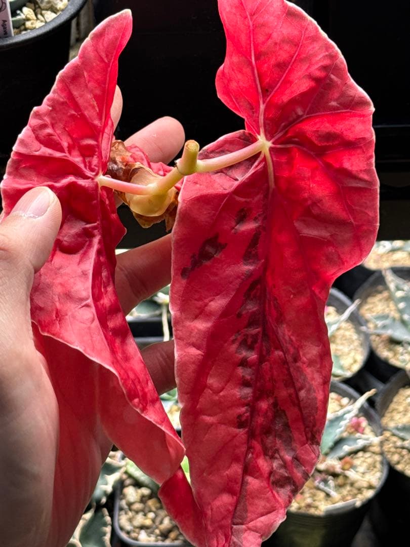 M*フ様 ベゴニア マクラータ 斑入り　発根管理