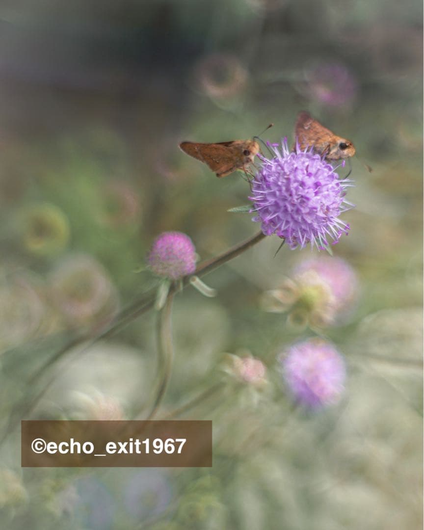 宝石レンズ_SMC_Takumar 55mm_f1.8_ax