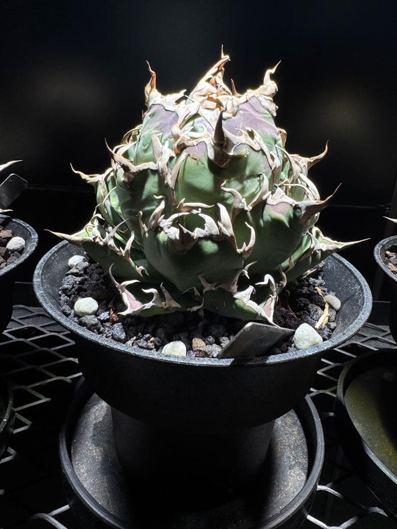 【断捨離】おまとめ品　アガベ　チタノタ　シーザー　ボール　大株