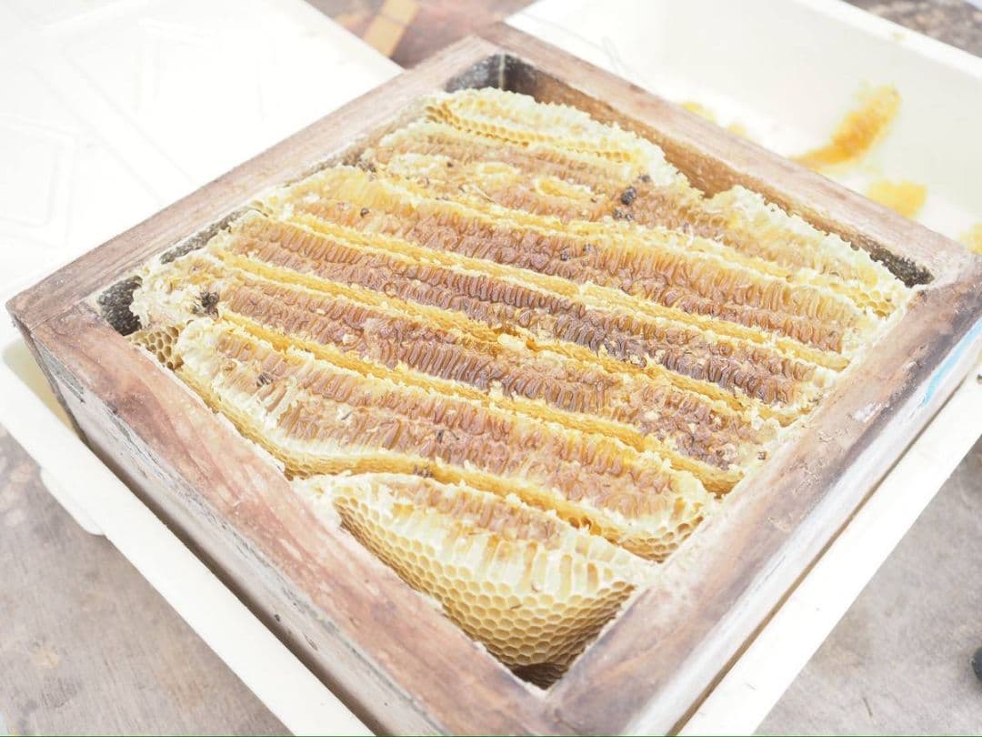 日本蜜蜂ハチミツ（600g✕2）