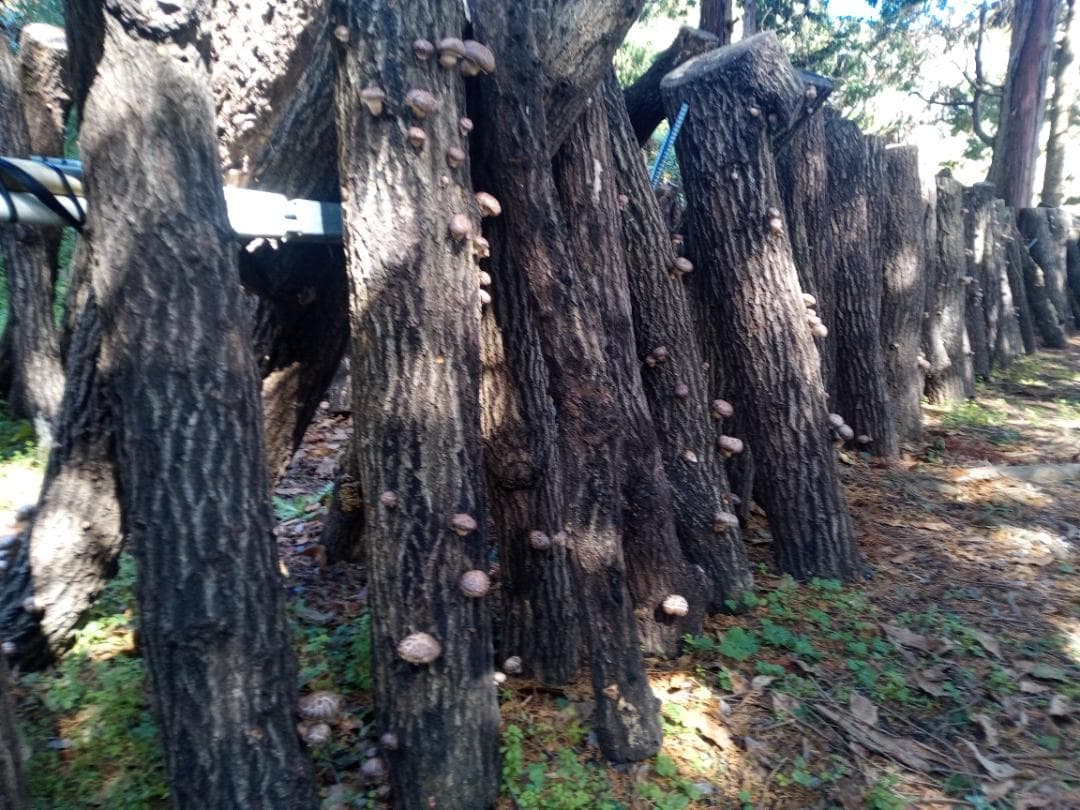 ももさまご予約専用 大分県特産 生どんこ椎茸「秋子」ダブル
