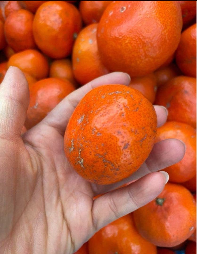 香川県産　小原紅早生みかん　家庭用9.5〜10キロ　2箱