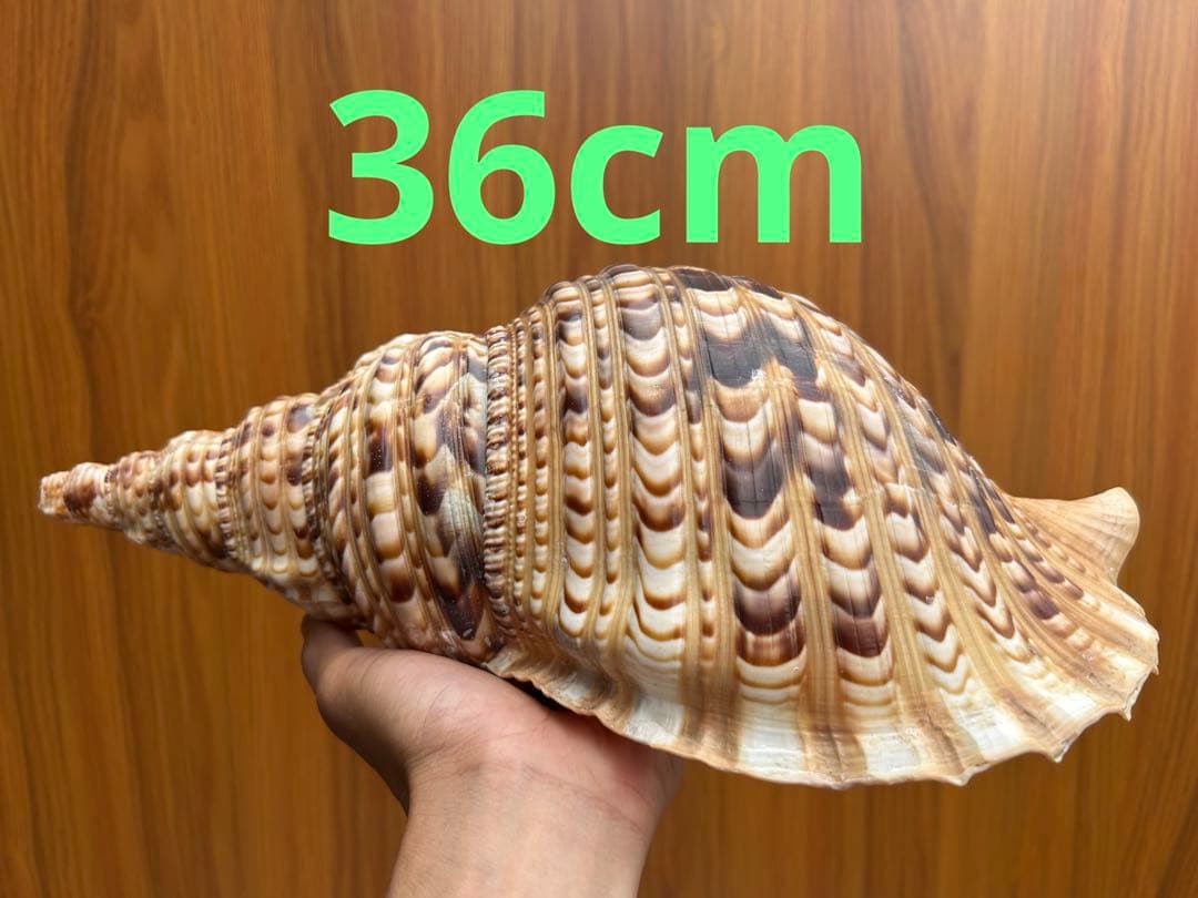 法螺貝　36cm