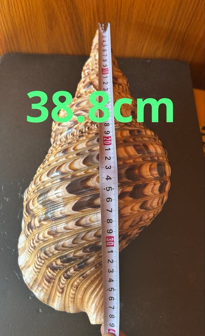 法螺貝　36cm
