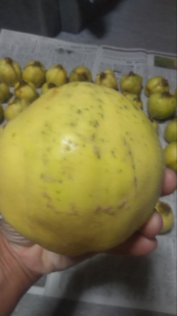 北海道産　マルメロ　9.6kg（44個）ラスト出品です