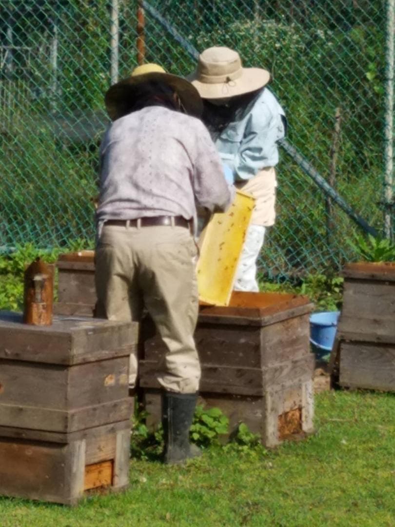 つかもと養蜂場　匠の天然蜂蜜　山の花々のはちみつ　600ｇ6本セット