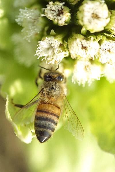 つかもと養蜂場　匠の天然蜂蜜　山の花々のはちみつ　600ｇ6本セット