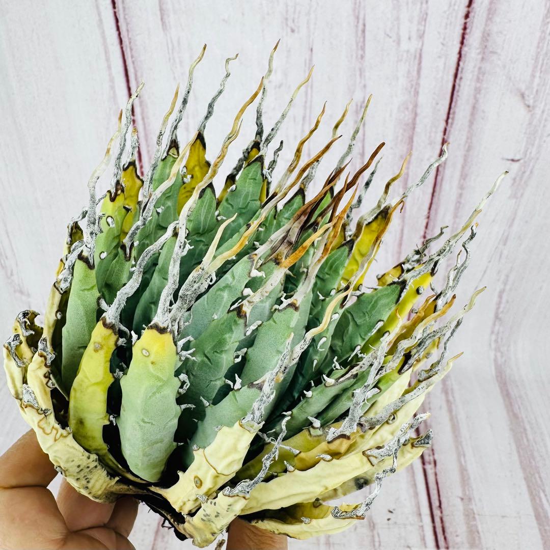 138 アガベ ユタエンシス エボリスピナ 陽炎