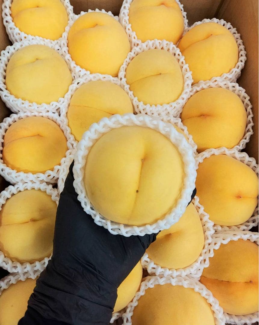 リオン　クール便　マンゴーピーチ　品種お任せ　5キロ箱✖️２箱 ご家庭用