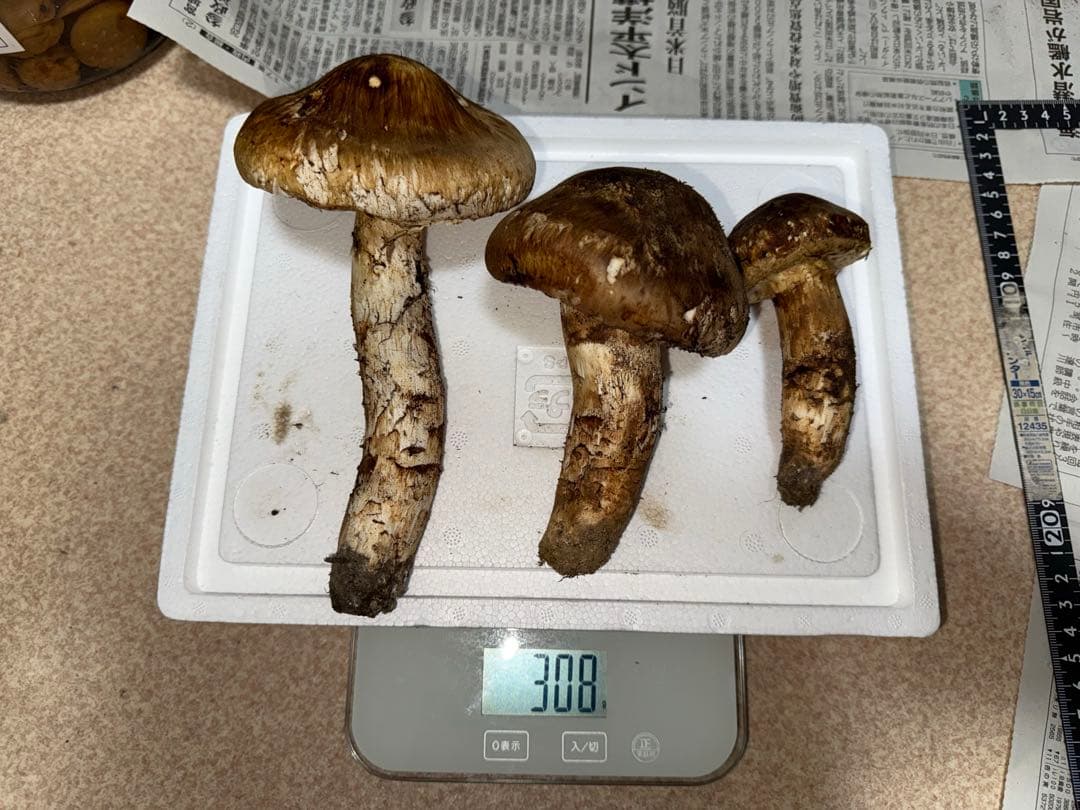 【10月28日午後採取】広島県産松茸　308グラム