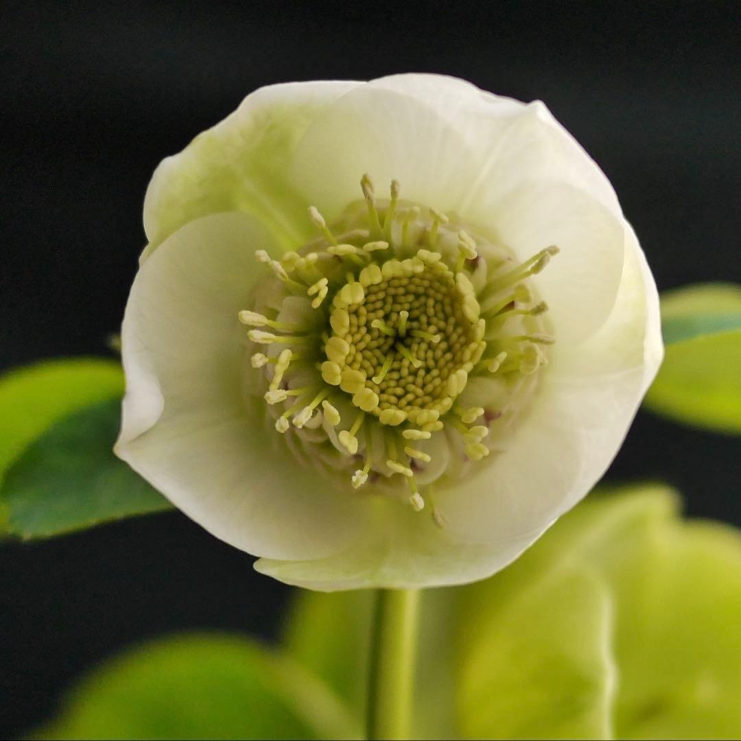 11335 深カップ縦ネク　ホワイトセミダブル　クリスマスローズ　開花株