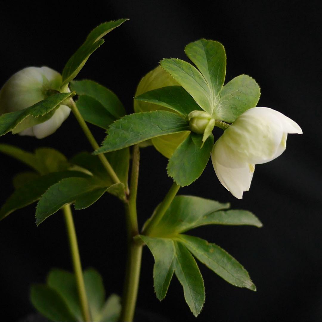 11335 深カップ縦ネク　ホワイトセミダブル　クリスマスローズ　開花株