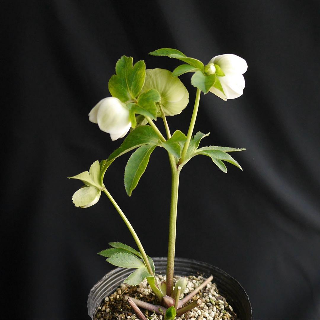 11335 深カップ縦ネク　ホワイトセミダブル　クリスマスローズ　開花株