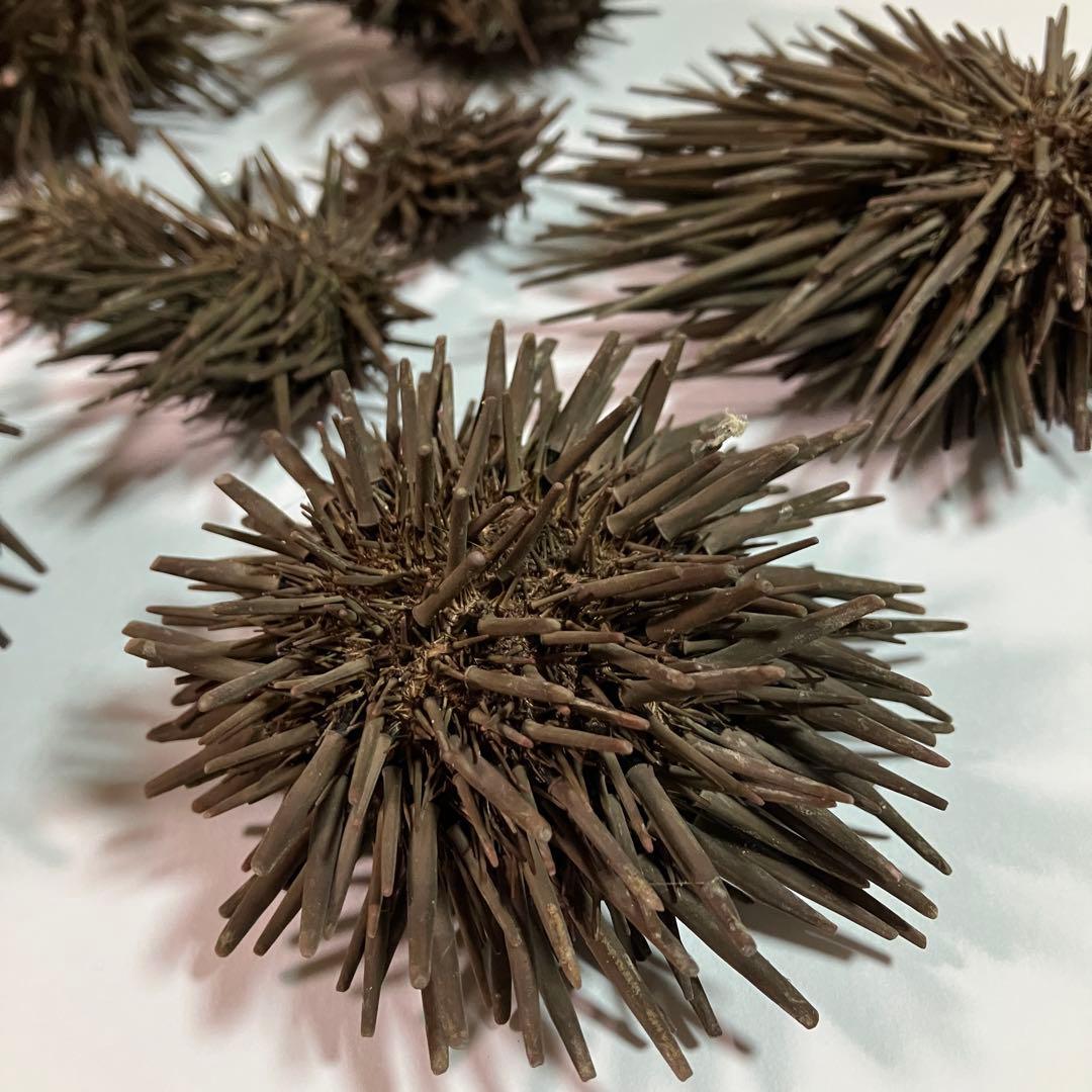 ウニ／クロウニ棘付き標本5個　No.157