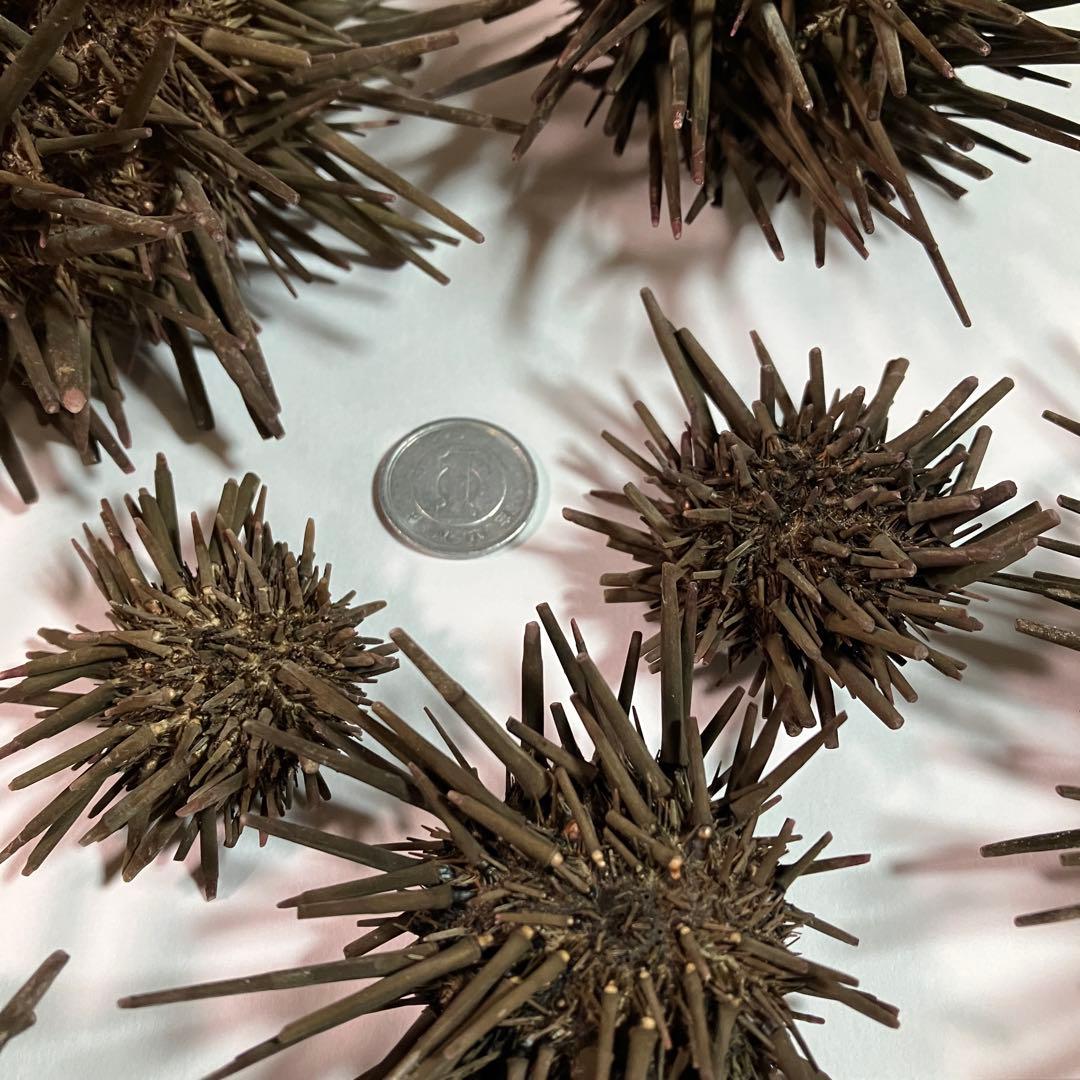 ウニ／クロウニ棘付き標本5個　No.157