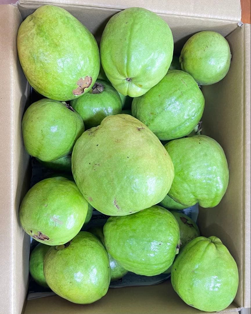 プロフィール必見　台湾の梨グアバです❗️硬いグアバ❗️5キロ箱込み　送料無料