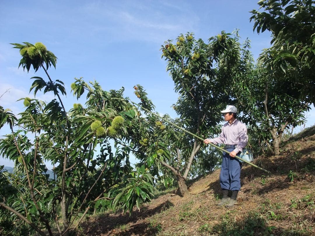 幻の栗⭐︎中山栗2L~4L混合10kgクール便（匿名不可）農家直送2025-012
