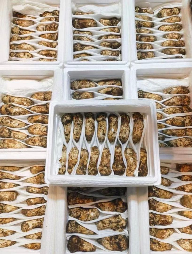 天までとどけ　大特価！！ つぼみS 約4kg